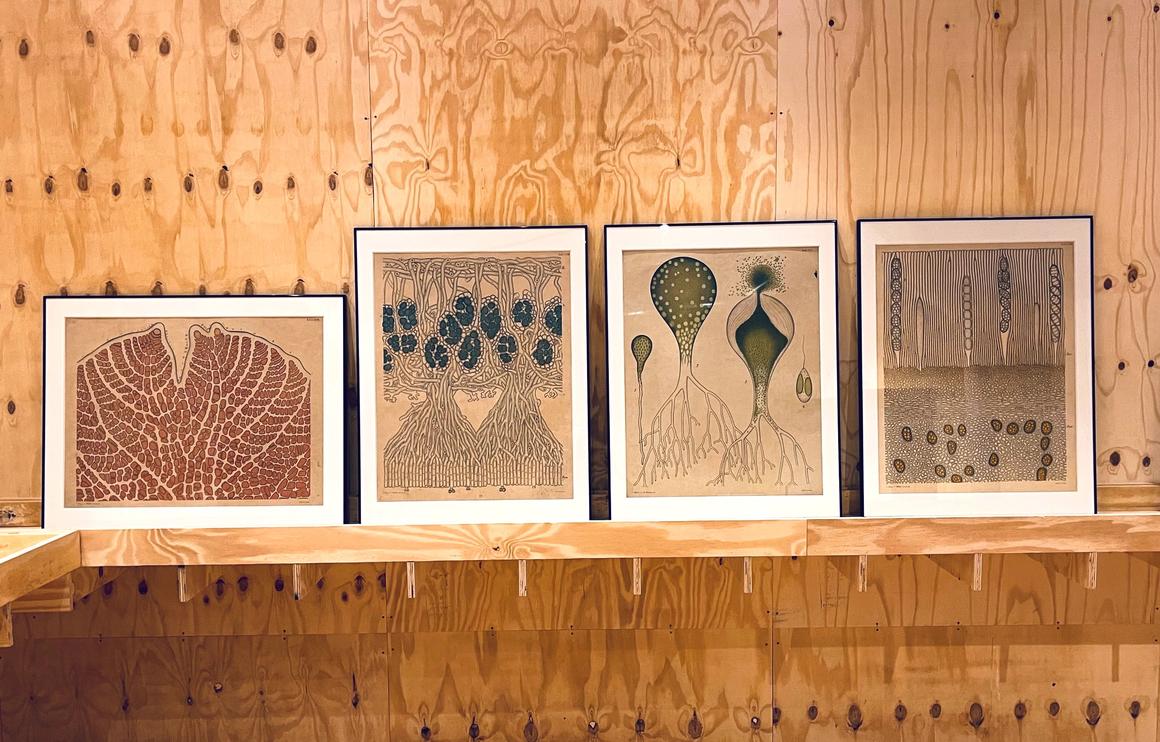 Jardin botanique expérimental Jean Massart (ULB)<br>